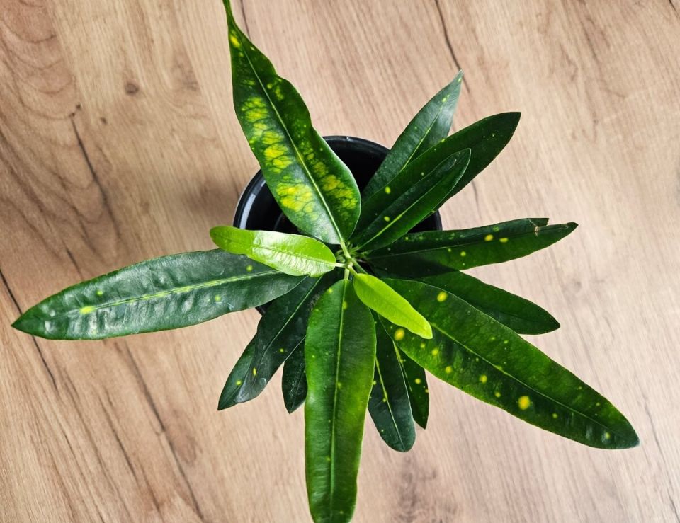 Секреты успешной пересадки комнатных растений