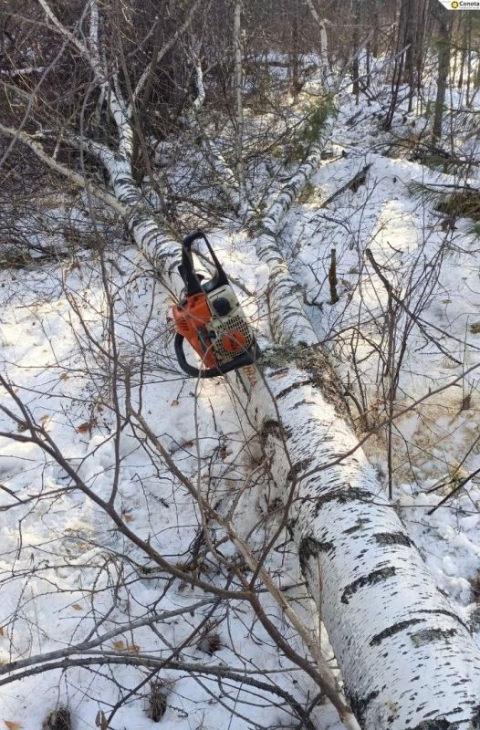 В Тункинском национальном парке обнаружили незаконные рубки