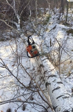 В Тункинском национальном парке обнаружили незаконные рубки