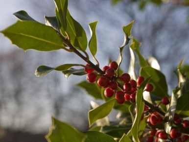 Как вырастить свое кофейное дерево: секреты успешного ухода дома
