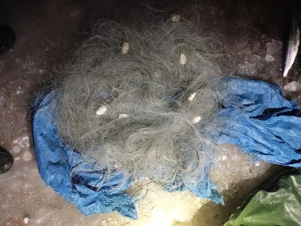 Двое жителей Северо-Байкальского района незаконно добывали омуль в период нереста запрещенными орудиями лова Двое жителей Северо-Байкальского района незаконно добывали омуль в период нереста запрещенными орудиями лова