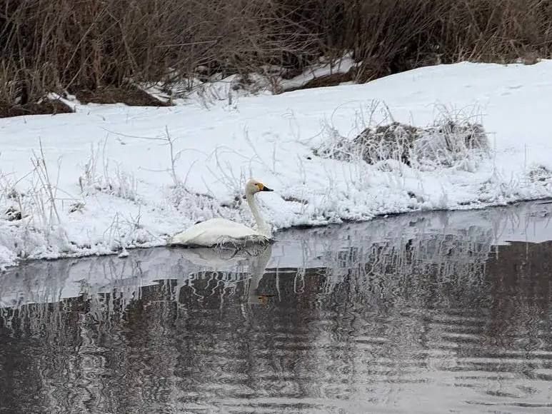 Одинокий лебедь не может улететь из Селенгинского района Бурятии