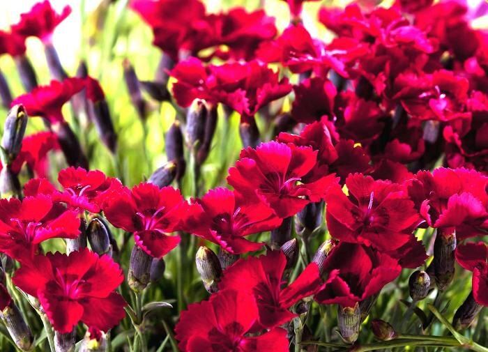 Важная роль цветов и растений для ветеранов и пенсионеров