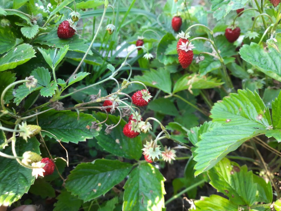 Как вырастить землянику ремонтантную мелкоплодную из семян