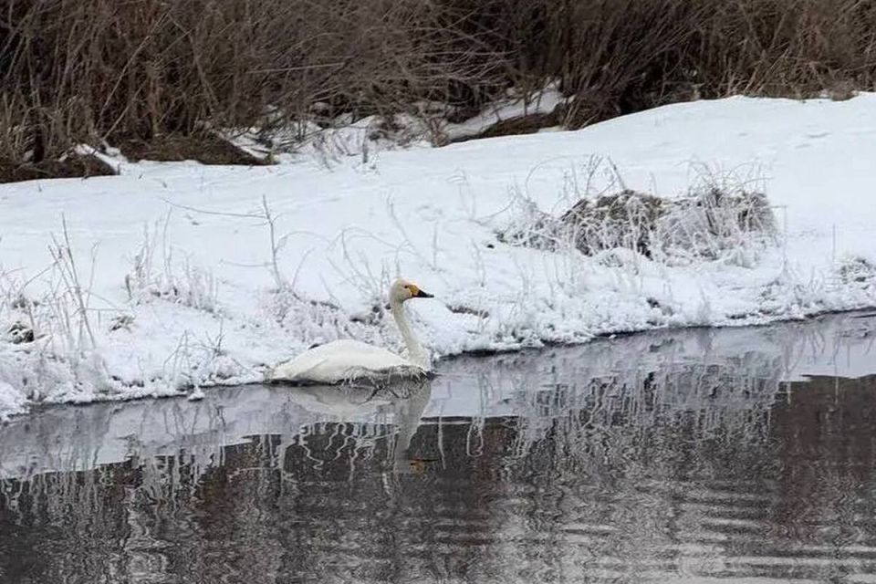 В Бурятии сегодня началась операция по спасению лебедя на озере Цайдам