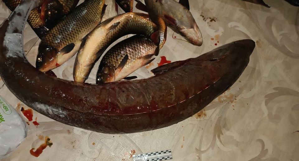 Осетра «весом» в 1 млн рублей поймал житель Кабанского района Бурятии