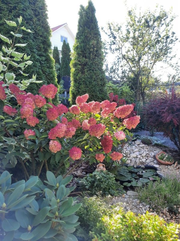 Как вернуть гортензии былую роскошь: секреты обрезки для шикарных соцветий