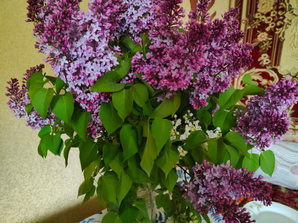 Праздничный шашлык на 9 мая: как отметить день Победы с вкусом