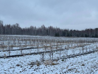 Бурятия изучает томский опыт промышленного садоводства облепихи