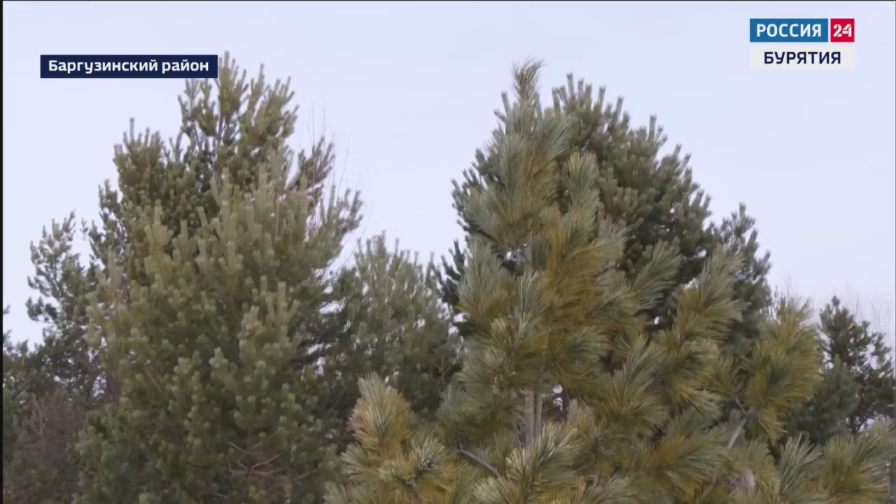 Для сохранения уникальной байкальской природы в Забайкальском национальном парке была построена деревянная тропа