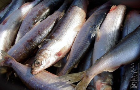 На Байкале в Бурятии поймали мужчину с 25 хвостами