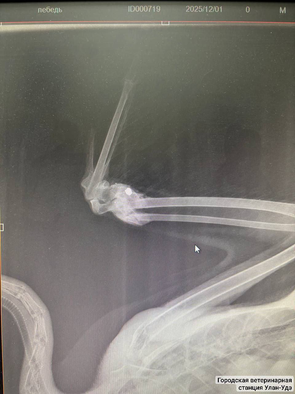 В Селенгинском районе неизвестные подстрелили лебедя В Селенгинском районе неизвестные подстрелили лебедя