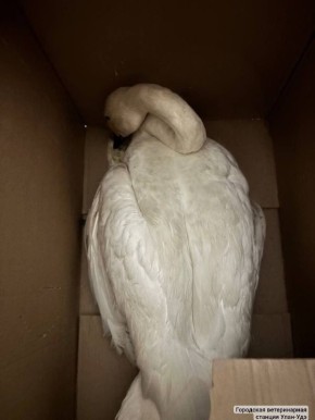 В Селенгинском районе неизвестные подстрелили лебедя