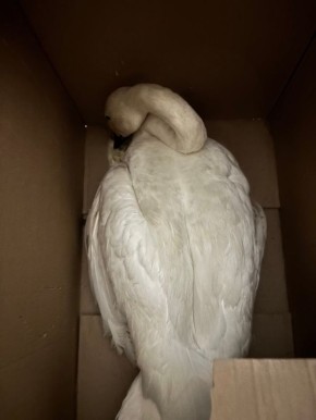 Найденного на озере в Бурятии лебедя могли подстрелить