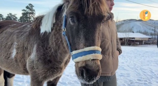 Улан-удэнскому конному двору «Гарцующий пони» подарили жеребца ульдургинской породы
