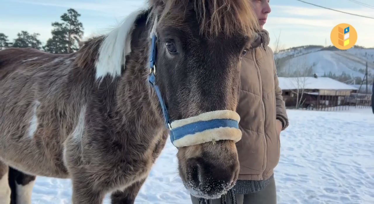 Улан-удэнскому конному двору «Гарцующий пони» подарили жеребца ульдургинской породы