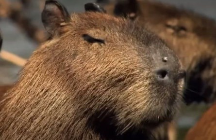 Помощник президента Владимир Мединский признался, что до недавнего времени не знал, что капибара - это реальное животное