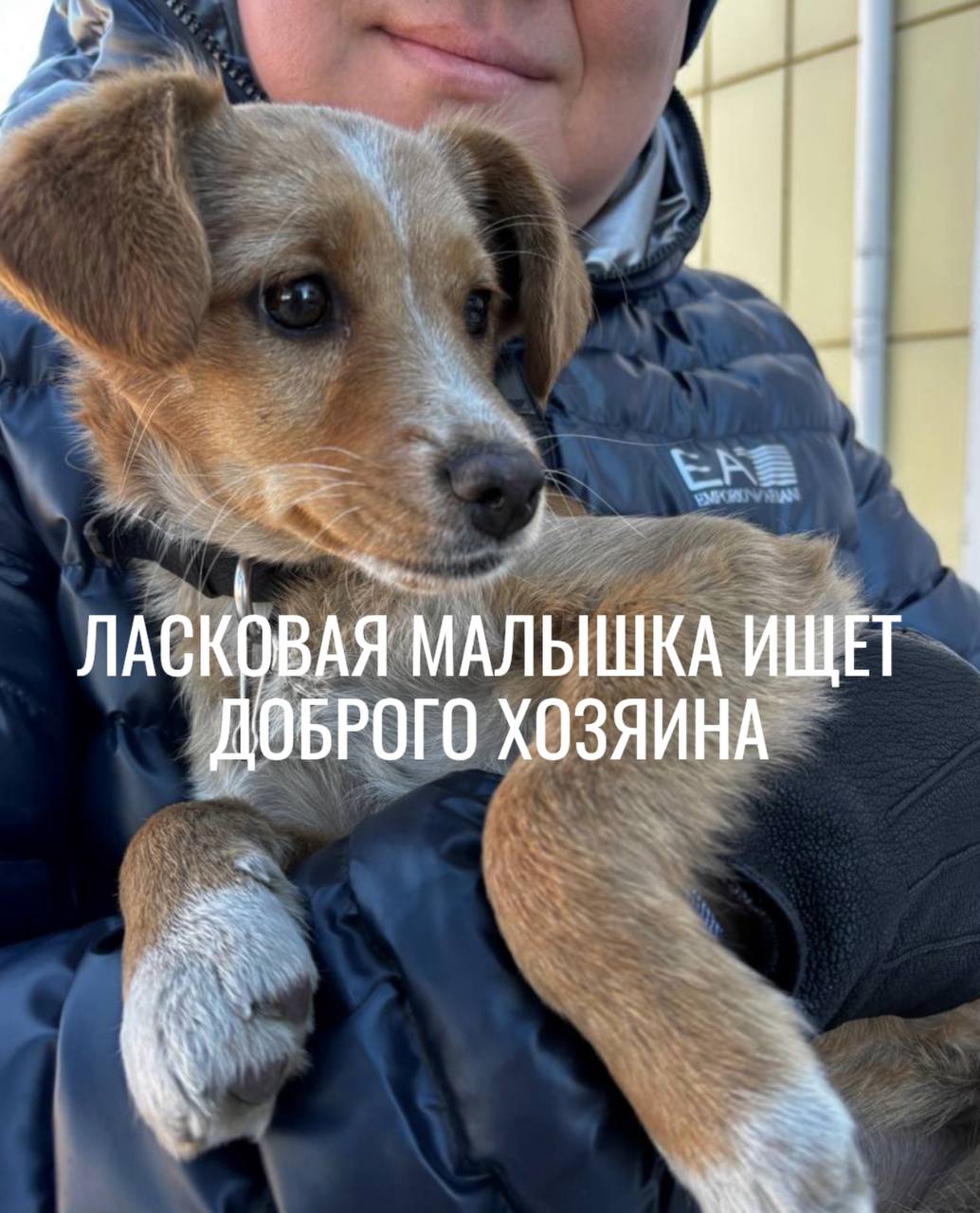 Ласковая малышка Юлька ищет свой тёплый дом Ласковая малышка Юлька ищет свой тёплый дом