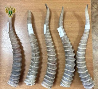 В Бурятии двух иностранок будут судить за контрабанду рогов сайгака