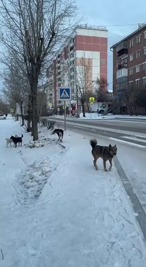 #АТВпишут Здравствуйте, 5 дворовых собак бегают по улице Чертенкова около 14 Гимназии, и мужчина выгуливает двух собак без намордников