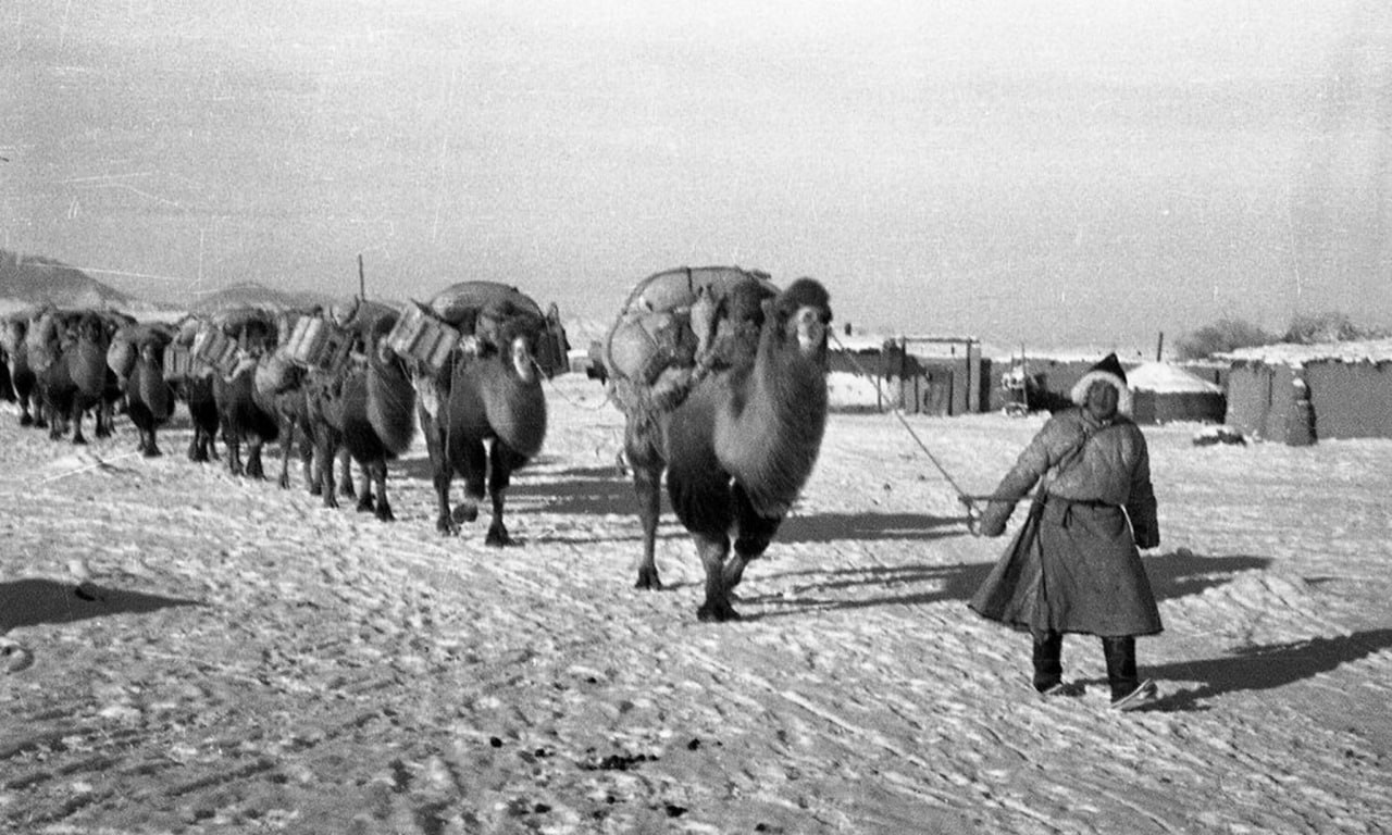 В Бурятию движется «Караван верблюдов. Все для фронта» В Бурятию движется «Караван верблюдов. Все для фронта»
