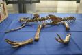 Франция вернула Монголии украденных динозавров