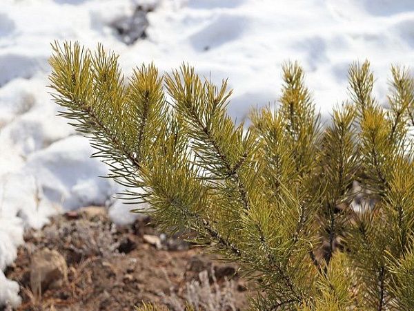 Специалисты Центра защиты леса Бурятии дали рекомендации по выбору и транспортировке новогодней ёлки