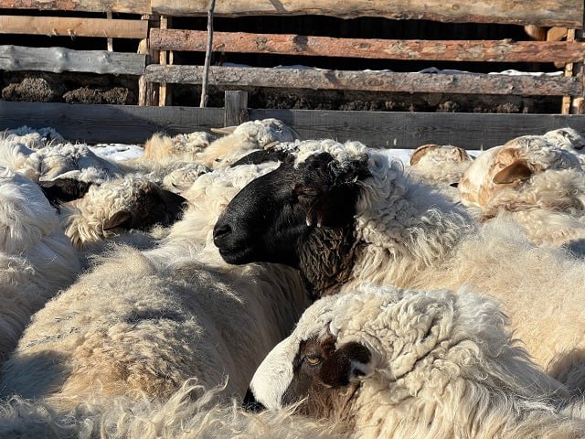 В Еравнинском районе овцеводам передали 108 баранов-производителей породы «Буубэй»