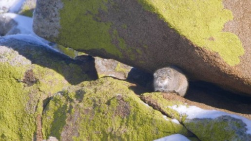 В Бурятии впервые сняли дикого манула без фотоловушек при -34°C