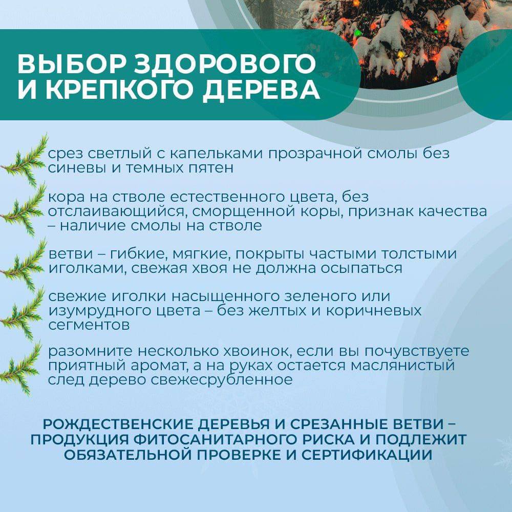Традиционным новогодним украшением каждого дома являются наряженные елки или свежесрезанные ветви хвойных пород, используемые как основной материал в новогоднем и рождественском декоре Традиционным новогодним украшением каждого дома являются наряженные елки или свежесрезанные ветви хвойных пород, используемые как основной материал в новогоднем и рождественском декоре