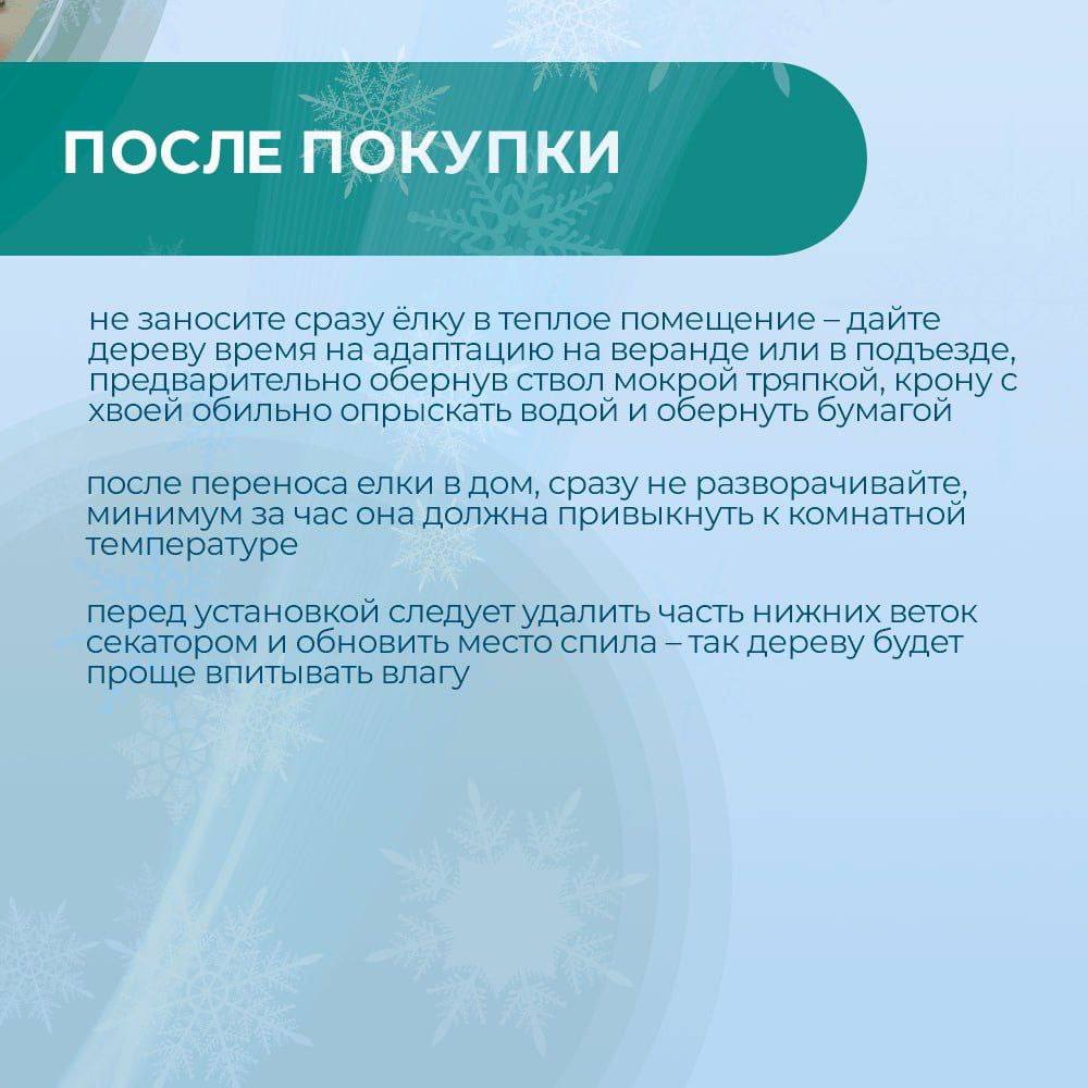 Традиционным новогодним украшением каждого дома являются наряженные елки или свежесрезанные ветви хвойных пород, используемые как основной материал в новогоднем и рождественском декоре Традиционным новогодним украшением каждого дома являются наряженные елки или свежесрезанные ветви хвойных пород, используемые как основной материал в новогоднем и рождественском декоре