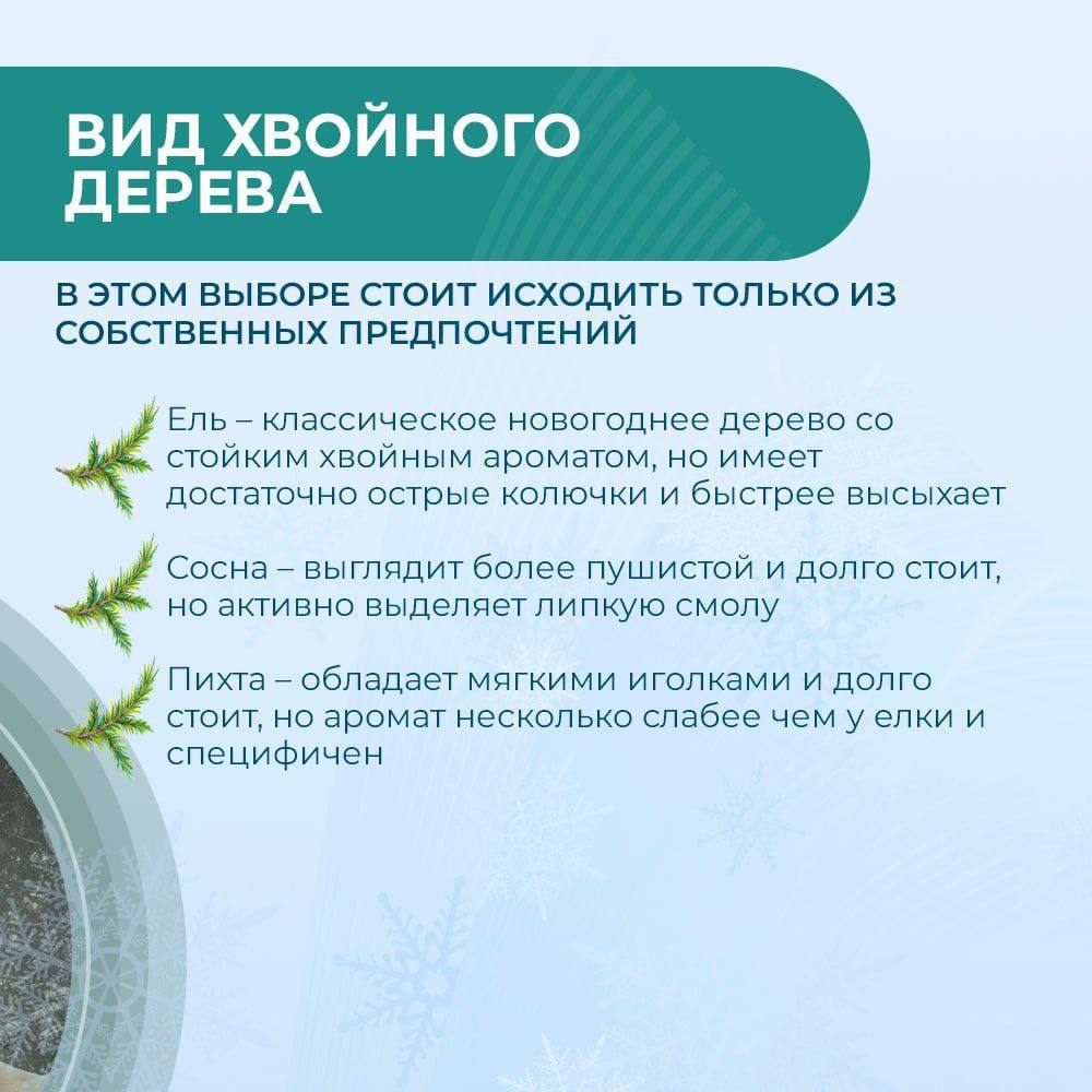 Традиционным новогодним украшением каждого дома являются наряженные елки или свежесрезанные ветви хвойных пород, используемые как основной материал в новогоднем и рождественском декоре Традиционным новогодним украшением каждого дома являются наряженные елки или свежесрезанные ветви хвойных пород, используемые как основной материал в новогоднем и рождественском декоре