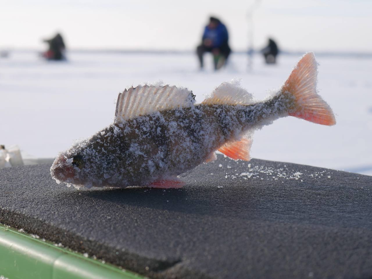 ПОБЕДУ ИЩУТ НА ЛЬДУ!. Сегодня на озере Щучье в Селенгинском районе прошёл IV Традиционный турнир по подлёдной ловле на мормышку среди участников боевых действий и ветеранов МВД ПОБЕДУ ИЩУТ НА ЛЬДУ!. Сегодня на озере Щучье в Селенгинском районе прошёл IV Традиционный турнир по подлёдной ловле на мормышку среди участников боевых действий и ветеранов МВД