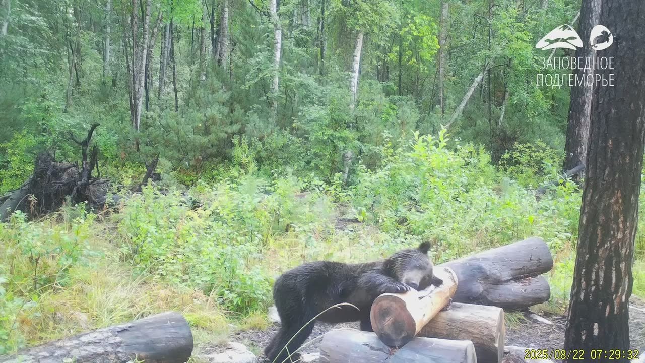 Мишка косолапый по лесу идет