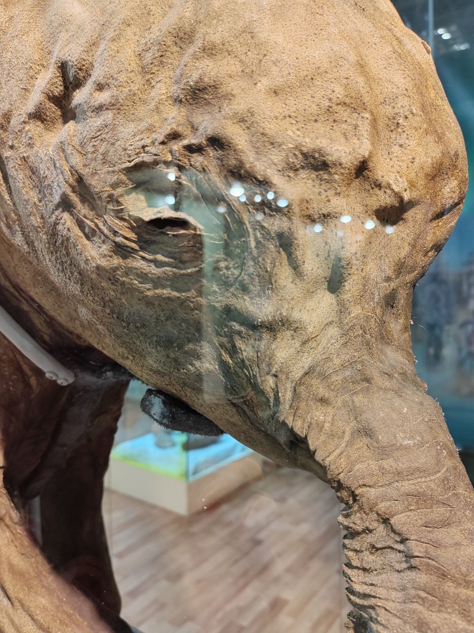 Обнаружив мамонтенка, оленевод проявил гражданскую позицию Обнаружив мамонтенка, оленевод проявил гражданскую позицию