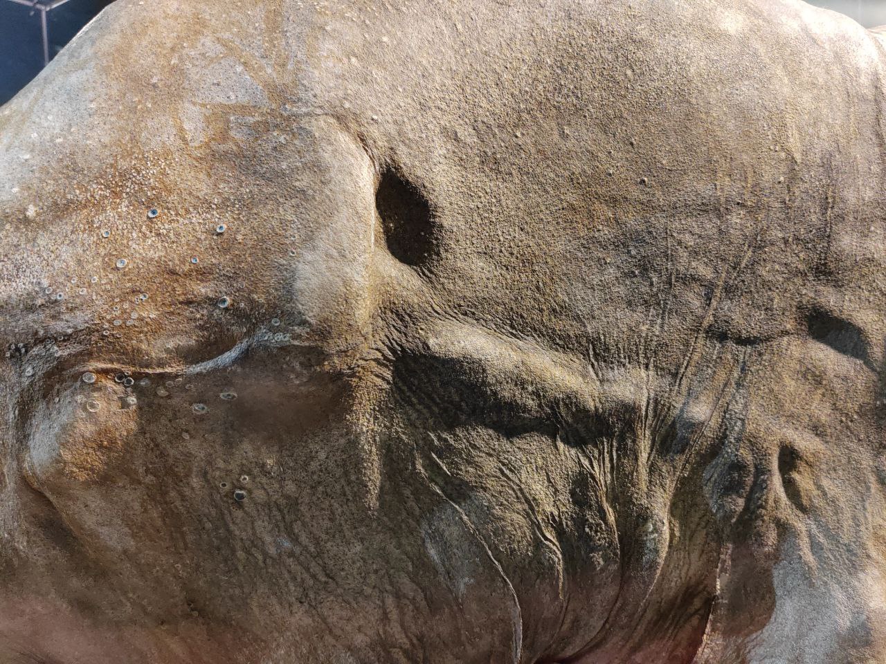 Обнаружив мамонтенка, оленевод проявил гражданскую позицию Обнаружив мамонтенка, оленевод проявил гражданскую позицию