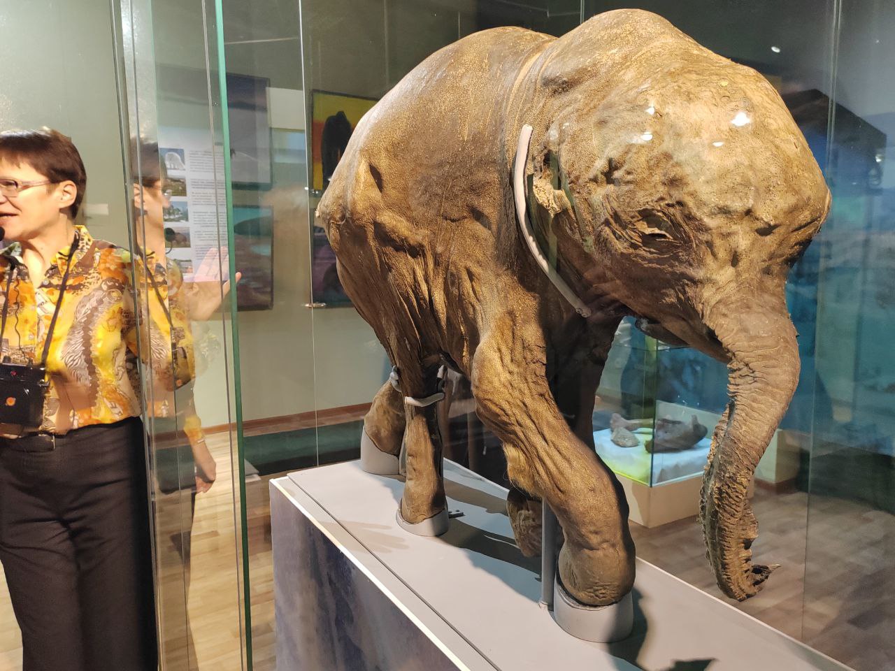 Обнаружив мамонтенка, оленевод проявил гражданскую позицию