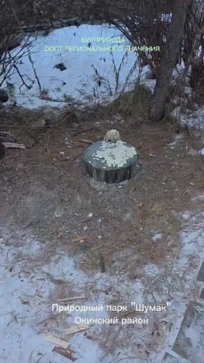 Соболь-блондин позавтракал макарошками