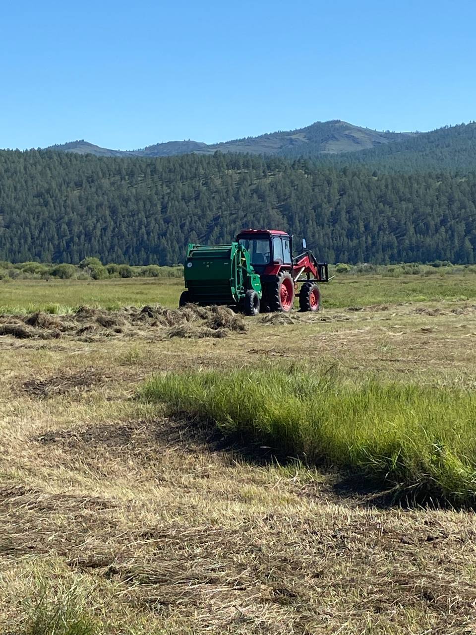 Продолжая семейное дело, дочь участника СВО из Джидинского района успешно развивает мясное животноводство Продолжая семейное дело, дочь участника СВО из Джидинского района успешно развивает мясное животноводство