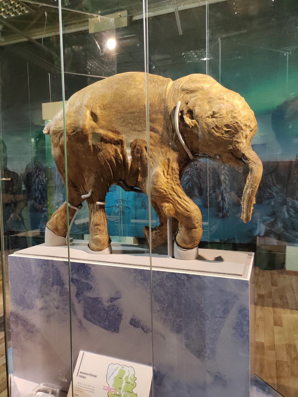 Обнаружив мамонтенка, оленевод проявил гражданскую позицию Обнаружив мамонтенка, оленевод проявил гражданскую позицию