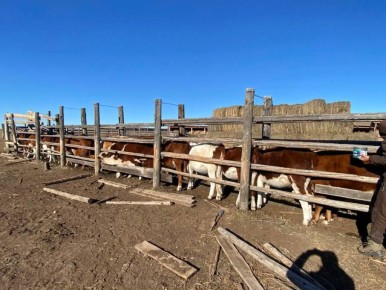 Продолжая семейное дело, дочь участника СВО из Джидинского района успешно развивает мясное животноводство
