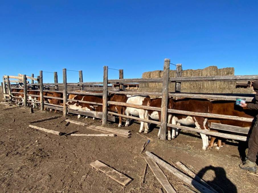 Продолжая семейное дело, дочь участника СВО из Джидинского района успешно развивает мясное животноводство