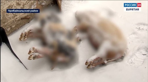 Жители села Кика опасаются за жилые дома и имущество