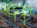 Почему важно смягчать воду для рассады: секреты ухода за растениями