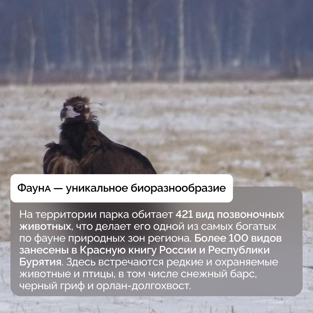 Тункинский национальный парк в Бурятии отмечает 35 лет со дня основания Тункинский национальный парк в Бурятии отмечает 35 лет со дня основания