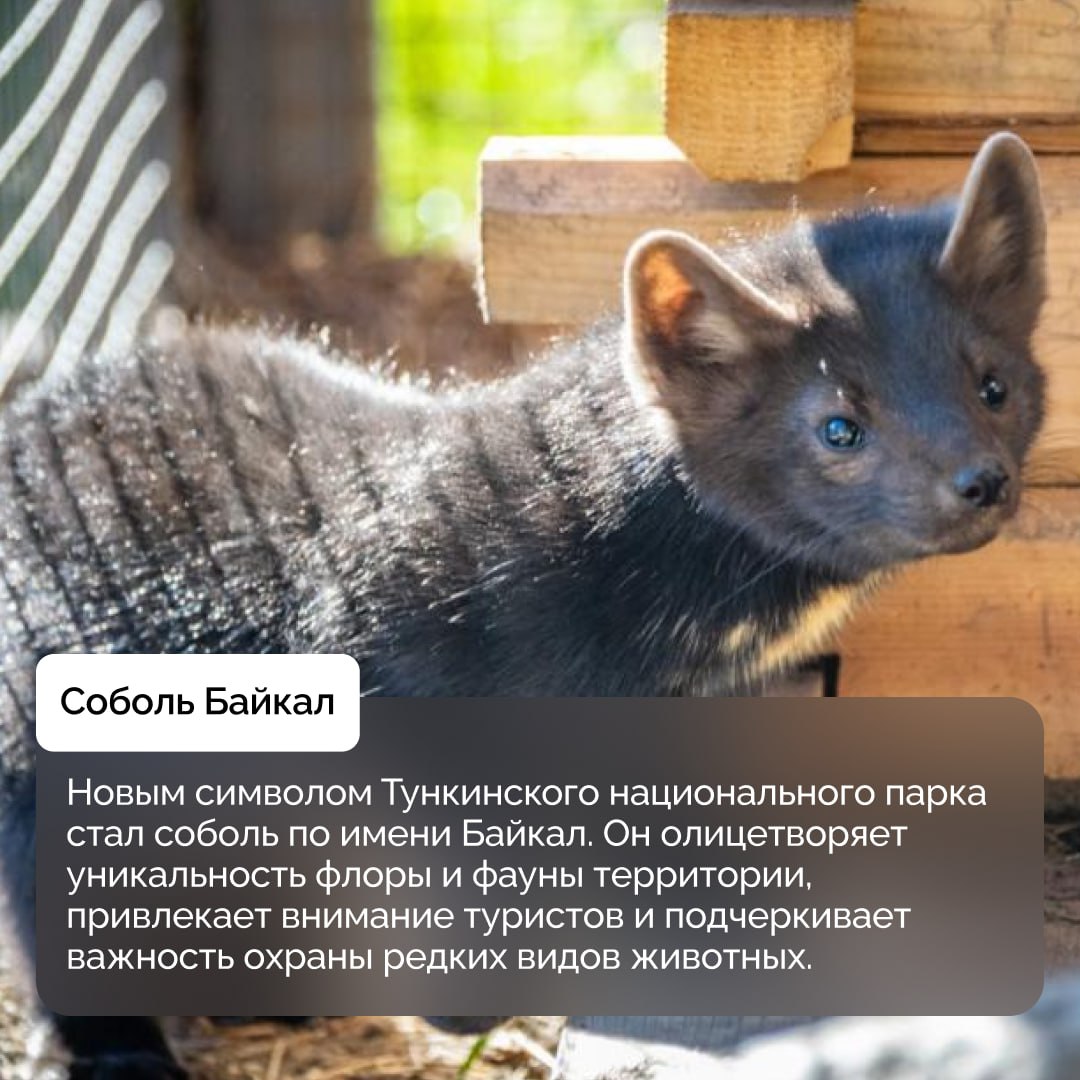 Тункинский национальный парк в Бурятии отмечает 35 лет со дня основания Тункинский национальный парк в Бурятии отмечает 35 лет со дня основания