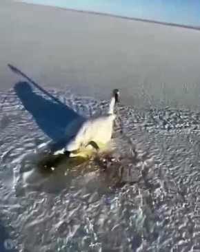 ����� ������ ����� �� �������