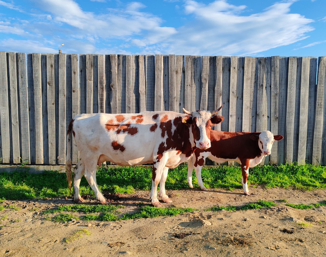 Джидинский районный суд в Бурятии удовлетворил ходатайство следствия и избрал меру пресечения в виде заключения под стражу для гражданина Кыргызской Республики, обвиняемого в хищениях скота