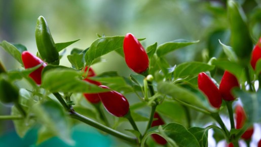 ������ ����� �� ��� ������: � ����� ���� ������� ����������� ��������