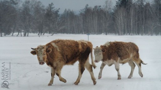 � ������� ������� ���� ���������� � ���� ���������� ��� ������ � ��������� ���������� ��������